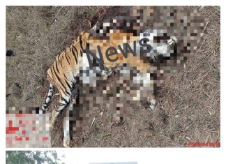 धाबा वनपरिक्षेत्राच्या डोंगरगाव बिटात बछडा सह वाघ मृतावस्थेत ? #वनविभागात खळबळ#