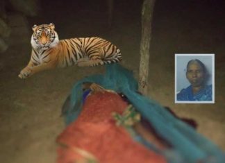 घराबाहेर खाटेवर झोपलेल्या महिलेला वाघाने केले ठार