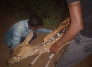 अज्ञात वाहनाच्या धडकेत 1चितळ ठार;1 जखमी