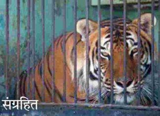 वाघाला केले अखेर बेशुद्ध करून जेरबंद