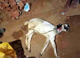 केशरवाही गावात बिबट घुसला;शेळी ला केले ठार