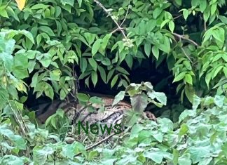 पोंभुरणा वनपरिक्षेत्रात वाघाचा आकस्मिक मृत्यू ?