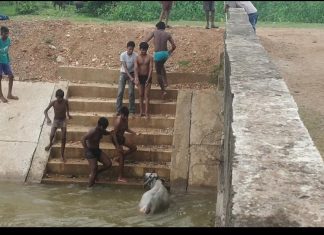 लहान मुलांनी वाचविला बैलाचा जीव ;असोलामेंढा नहारात पडले होते बैल