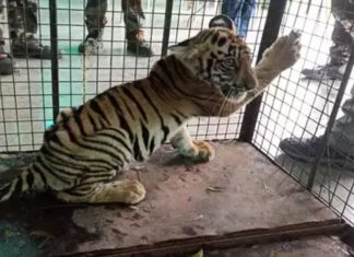 अखेर त्या वाघाच्या बछड्याचा उपचारा दरम्यान मृत्यू
