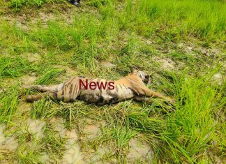 मध्य चांदा वनक्षेत्रात पुन्हा एका वाघाचा मृत्यू? #वनमंत्र्याच्या जिल्हातच वाघ असुरक्षित#