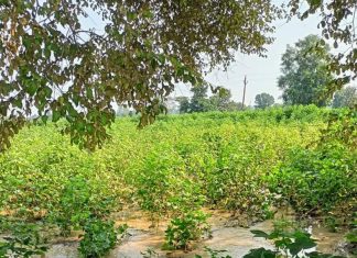 गोसेखुर्द विभागाने शेतात टाकलेल्या पाईपानां पडले भगदाळ;शेतकर्यांचे लाखों रुपयांचे नुकसान