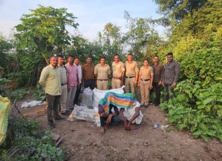 देवाडा येथे ९ लाख ७४ हजार 900रुपये किमतीचा गांजा जप्त