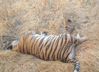 आत्ताची ब्रेकिंग न्यूज….सावली वनपरिक्षेत्रात पट्टेदार वाघाचा मृत्यू!