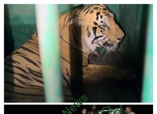 बल्हारशाह वनक्षेत्रात 4 जणांचा बळी घेणारा वाघ जेरबंद :वाघ पकडण्याची मोहीम यशस्वी