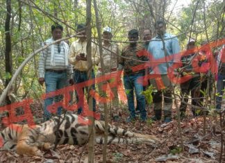 बल्हारशाह वनपरिक्षेत्राचे कारवा पर्यटन क्षेत्रात वाघ मृतावस्थेत आढळून आल्याने खळबळ
