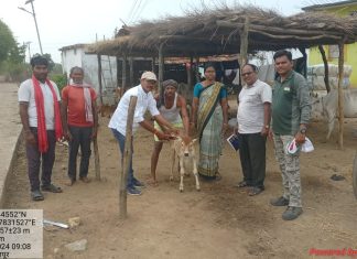 चक मानकापुर येथे पशुचिकीत्सा,लसीकरण व पशुंना बिल्ले लावणे शिबीर संपन्न