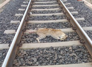 ब्रेकिंग न्यूज…रेल्वेच्या धडकेत बिबट ठार