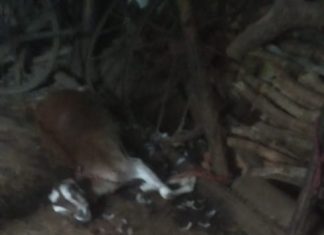बिबट्याच्या हल्ल्यात 3 शेळ्या ठार ; पेंढरी उपवनक्षेत्रातील चक मानकापूर