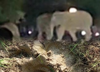 ब्रेकिंग न्यूज…सावली वनपरिक्षेत्रात हत्तीचा कळप घुसला;शेतपिकांची नुकसान करायला सुरुवात