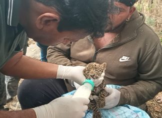 ब्रेकिंग न्यूज…बिबट्याचा पिल्लू सापडला