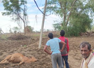 आत्ताची ब्रेकिंग न्यूज….खांबाचा तार तुटून पडला;विद्युत शॉक लागल्याने आठ जनावरे ठार