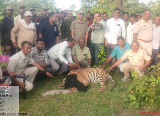 आत्ताची ब्रेकिंग न्यूज…पट्टेदार वाघीण जेरबंद