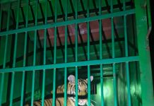 सावली वनपरिक्षेत्रात 4 वाघ जेरबंद