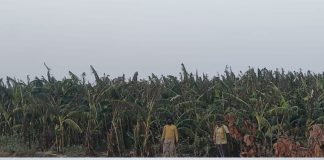 वैनगंगा नदीच्या बोरमाळा घाटातून अवैध रेतीच्या उपस्याने नदीकाठिल साडे बारा हजार केळीच्या झाडांची बाग पाण्याअभावी करपतेय