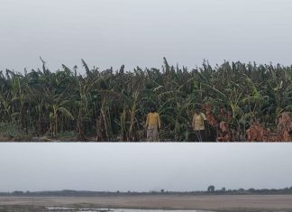वैनगंगा नदीच्या बोरमाळा घाटातून अवैध रेतीच्या उपस्याने नदीकाठिल साडे बारा हजार केळीच्या झाडांची बाग पाण्याअभावी करपतेय