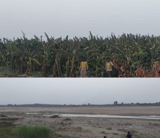 वैनगंगा नदीच्या बोरमाळा घाटातून अवैध रेतीच्या उपस्याने नदीकाठिल साडे बारा हजार केळीच्या झाडांची बाग पाण्याअभावी करपतेय